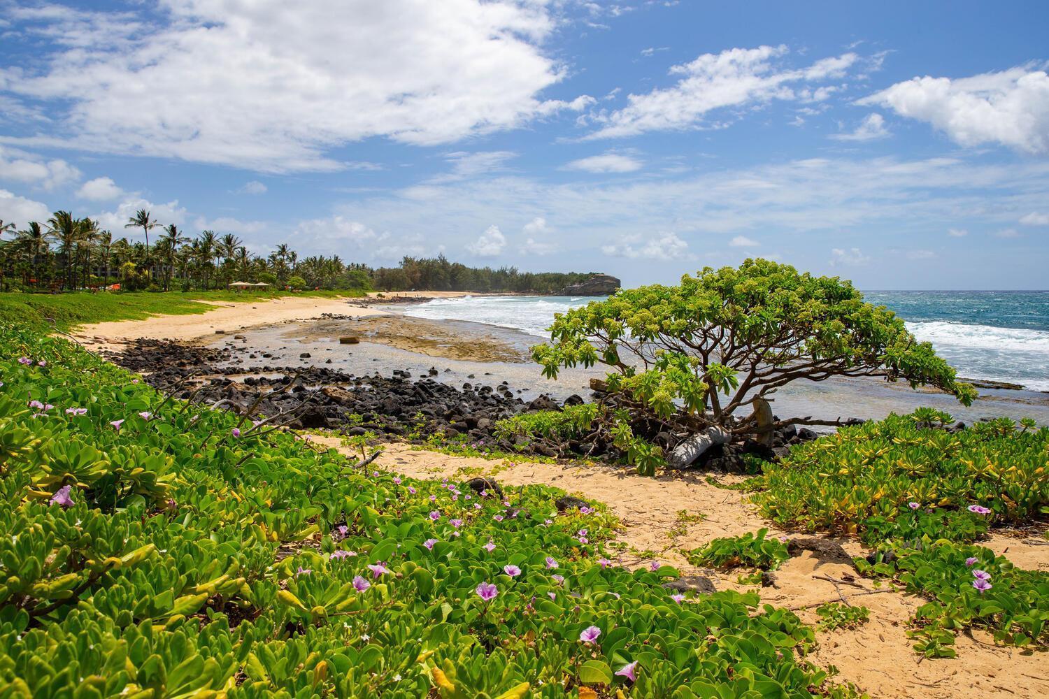 Poipu Sands 513 - Ocean Front كولو المظهر الخارجي الصورة